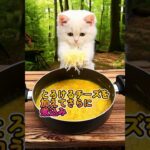 簡単焚火飯20　カレーチーズリゾット #cat #ulキャンプ #funny #アウトドアグルメ