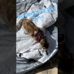 お父さんがキャンプ道具の整備してるから付き合ってあげたネコ^ ^      #cat #猫のいる暮らし #キャンプ #ねこ#ひなたぼっこ