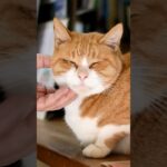 悪魔的な背徳飯👿チーズ爆盛ハンバーグ（月川荘キャンプ場）