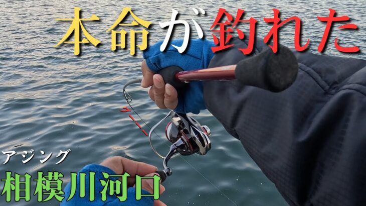 【相模川河口】久し振りに本命が釣れた。アジング初心者【2025年11月15日】