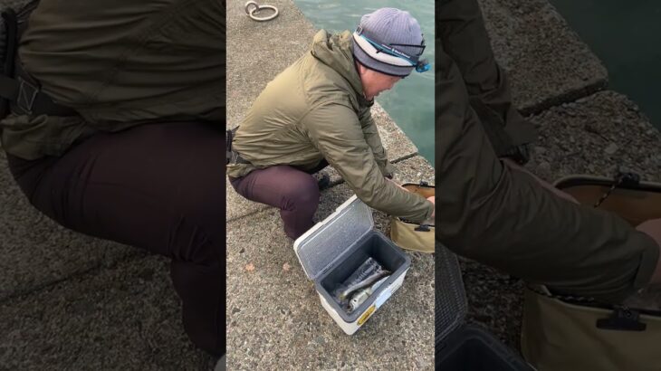 #fishing #釣り #キャンプ #アウトドア #ダイソー #アジング初心者 #ショート