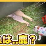 【衝撃】キャンプ中、車の下に「謎の生き物」が倒れてました…。