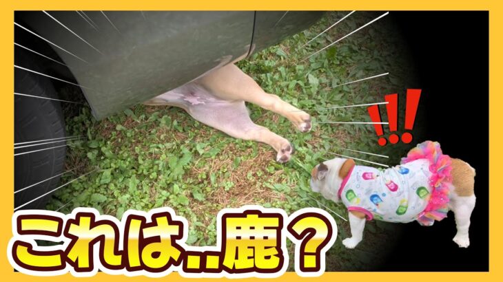 【衝撃】キャンプ中、車の下に「謎の生き物」が倒れてました…。