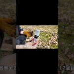 【福善・苦無】薪割りチャレンジ