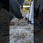 初心者のペグ打ち〜パート3〜 #うさねこキャンプ #キャンプ #camp #アウトドア #ペグ打ち   #新しいペグハンマー