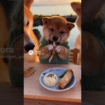 柴犬ファミリーが海辺でアウトドアキャンプ。朝日を浴びながら海料理を味わってご満悦🥰 #ai動画 #柴犬 #爆笑動画 #shibainu #pets #柴犬ファミリー #癒し動画 #かわいい犬