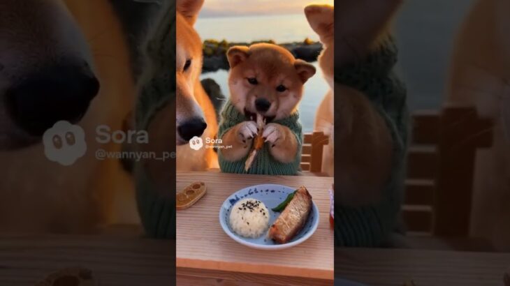柴犬ファミリーが海辺でアウトドアキャンプ。朝日を浴びながら海料理を味わってご満悦🥰 #ai動画 #柴犬 #爆笑動画 #shibainu #pets #柴犬ファミリー #癒し動画 #かわいい犬