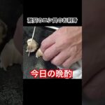 #料理 #飯テロ #グルメ #焼肉 #ステーキ #solo #キャンプ #岡山 #eveningdrinks #ニシ貝