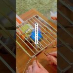 自宅キャンプ気分　#料理 #料理男子 #キャンプギア #キャンプ #vlog