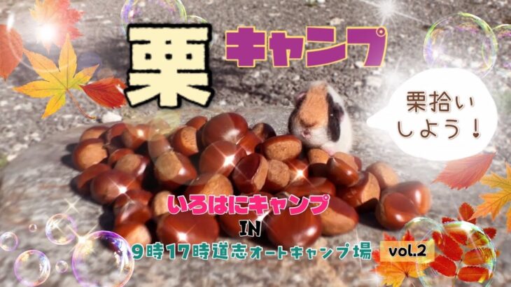 栗拾いしたよ！初の一泊キャンプ・サイト紹介あり【vol.1】いろはにキャンプin 9時17時道志オートキャンプ場